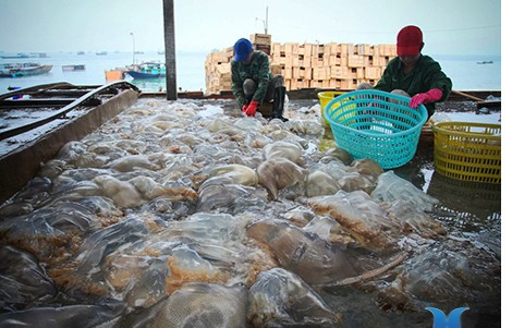 Ngu dan vao mua san “vang trang”, kiem chuc trieu moi ngay-Hinh-8